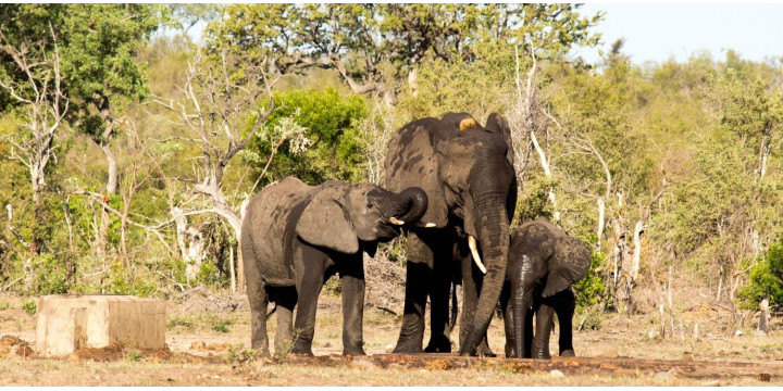 Kruger Park Safari 2